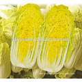 Hybrid Cabbage seeds for growing-Mini Yellow